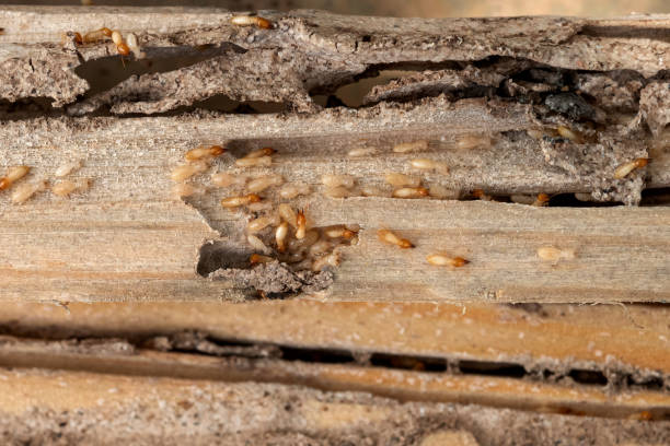 Bird Control in Badin, NC