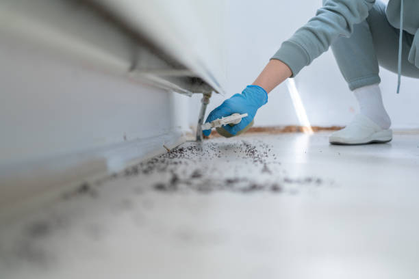 Best Wasp Removal Services  in Badin, NC